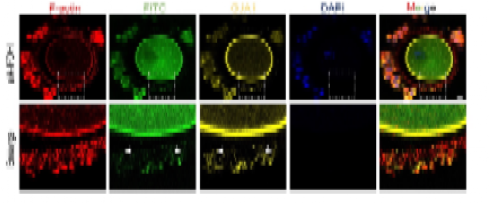 世界杯投注平台