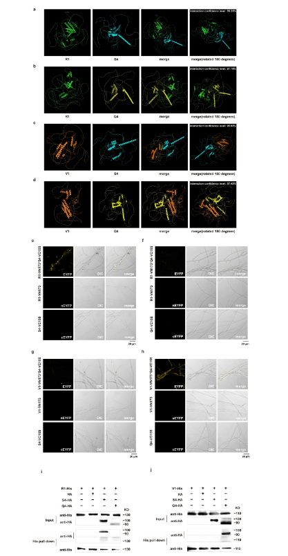 世界杯投注平台