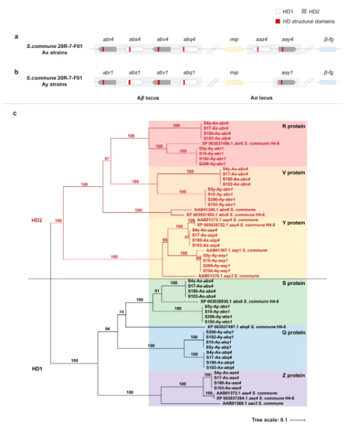 世界杯投注平台