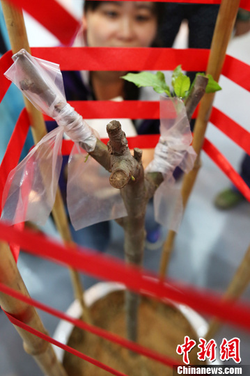 世界杯投注平台