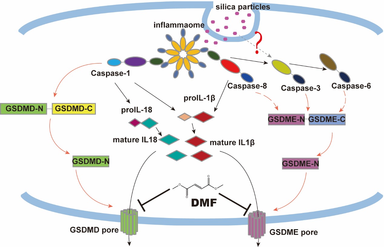 高翔 世界杯投注平台
