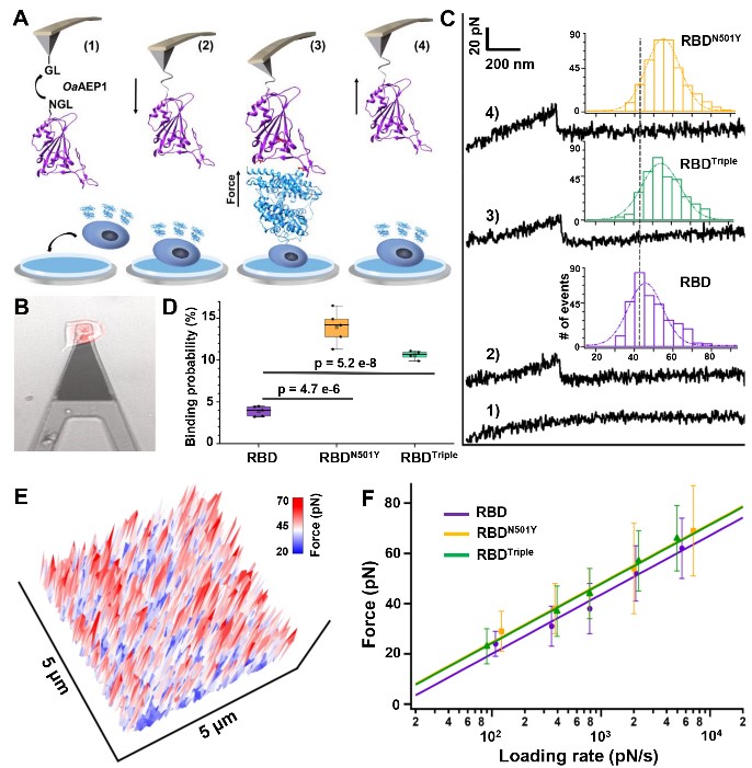 世界杯投注平台