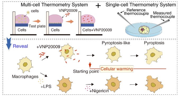 华子春 世界杯投注平台