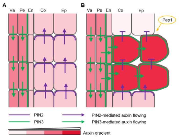 世界杯投注平台