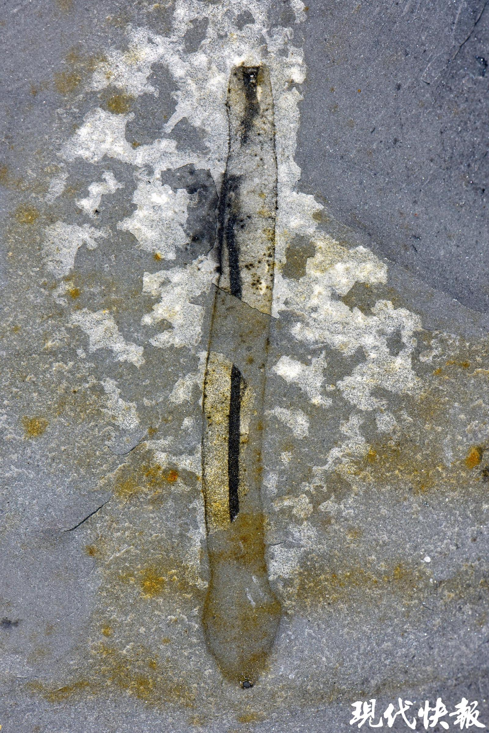 世界杯投注平台