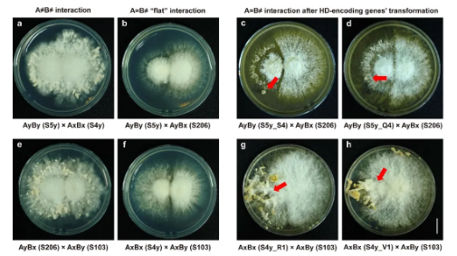 世界杯投注平台