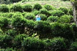 世界杯投注平台