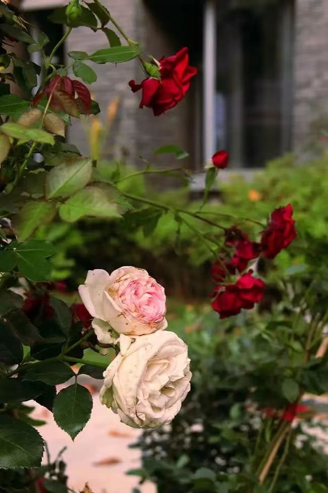 世界杯投注平台