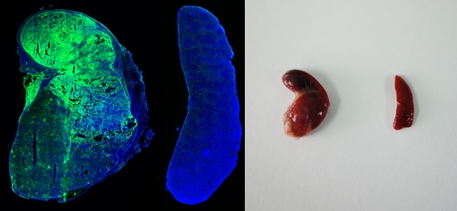 世界杯投注平台