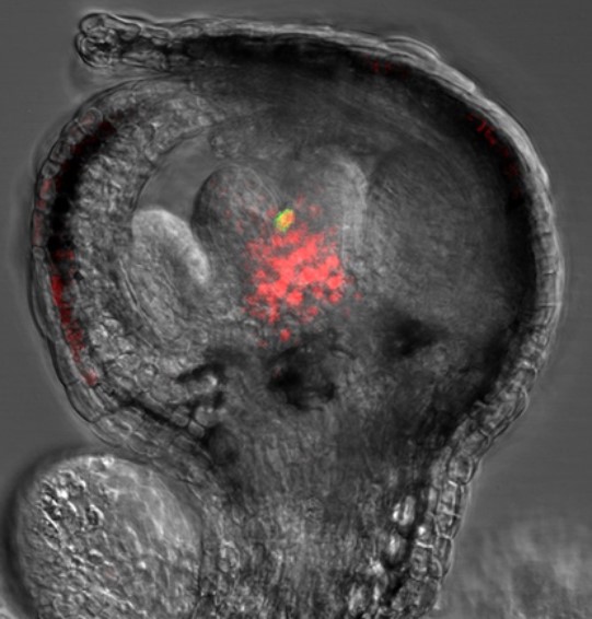 世界杯投注平台