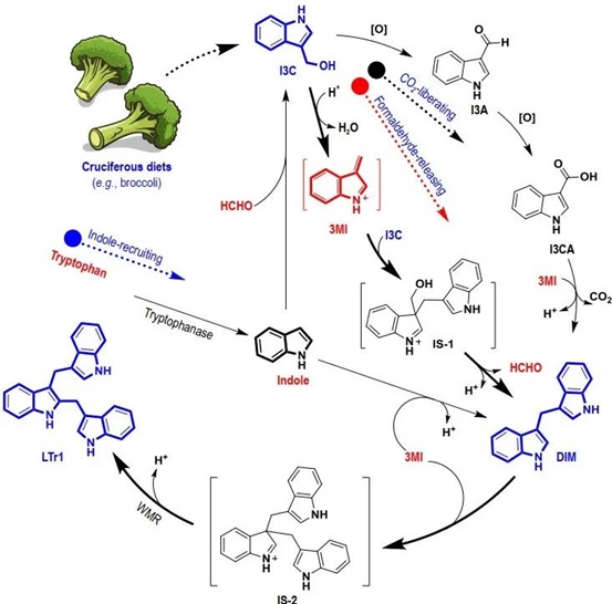 世界杯投注平台