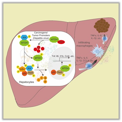1 世界杯投注平台