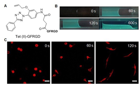 世界杯投注平台