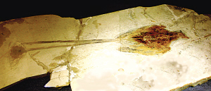 世界杯投注平台