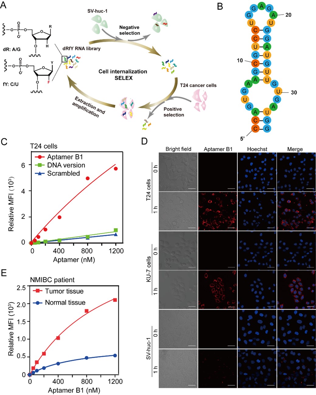 世界杯投注平台