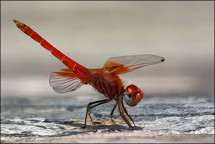 Tr. kirbyi-topaz.jpg 世界杯投注平台