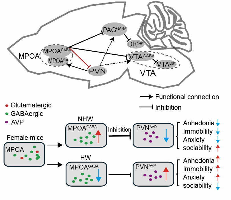 世界杯投注平台