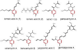 戈2 世界杯投注平台