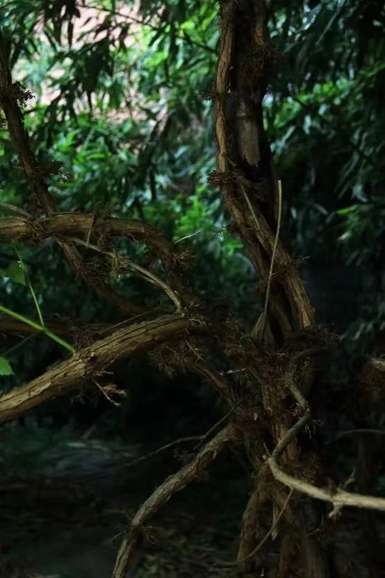 世界杯投注平台