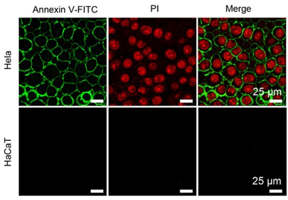 世界杯投注平台