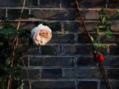 世界杯投注平台