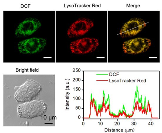 世界杯投注平台